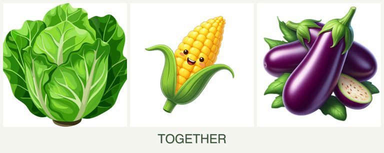 Can you plant lettuce, corn and eggplant together?