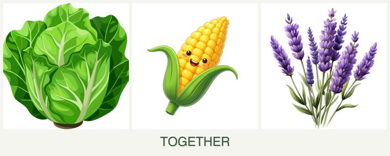 Can you plant lettuce, corn and lavender together?
