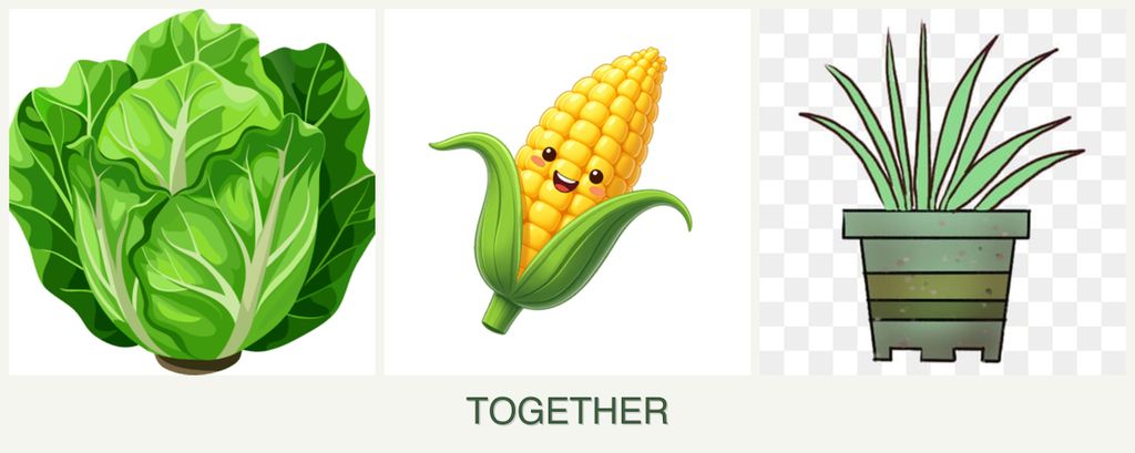 Can you plant lettuce, corn and lemongrass together?