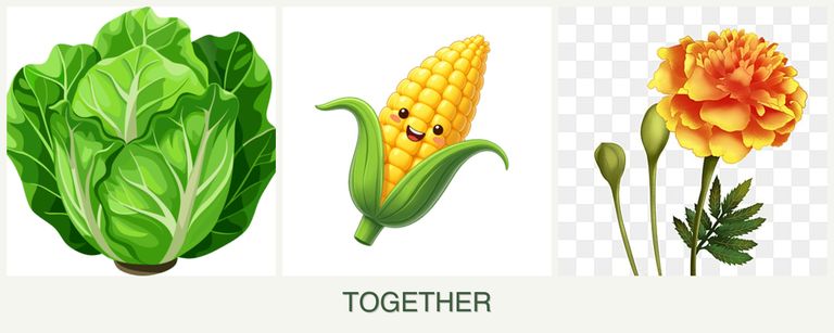Can you plant lettuce, corn and marigolds together?