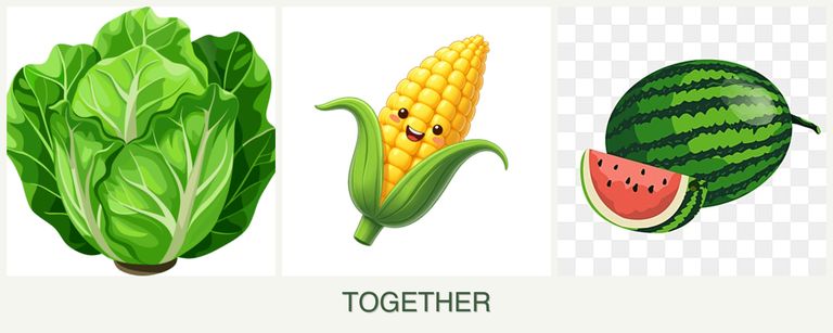 Can you plant lettuce, corn and melons together?