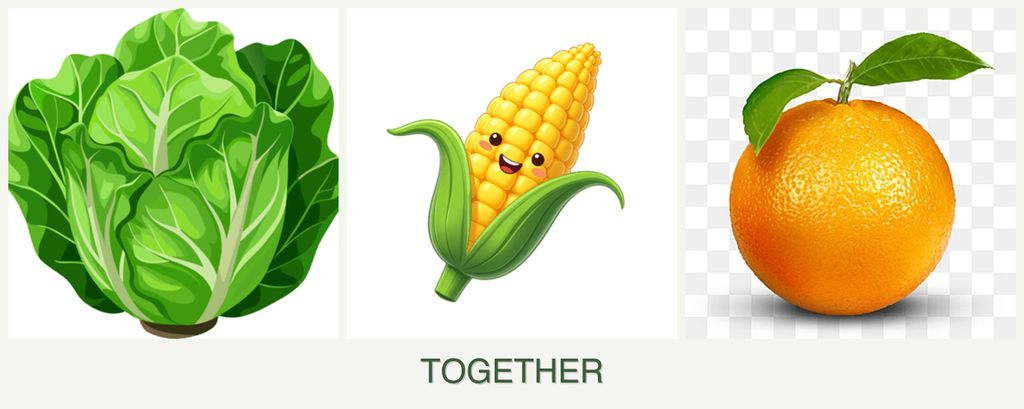 Can you plant lettuce, corn and oranges together?