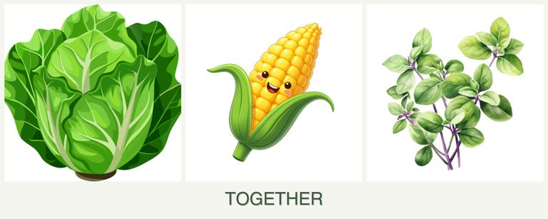 Can you plant lettuce, corn and oregano together?