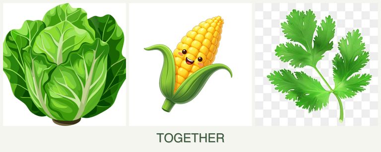 Can you plant lettuce, corn and parsley together?
