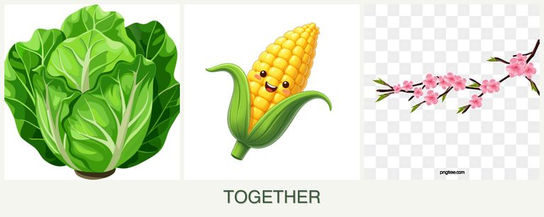 Can you plant lettuce, corn and peaches together?