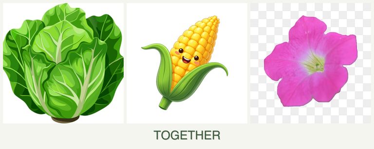 Can you plant lettuce, corn and petunias together?
