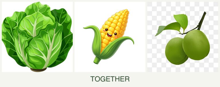 Can you plant lettuce, corn and plums together?