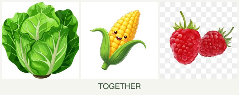 Can you plant lettuce, corn and raspberries together?