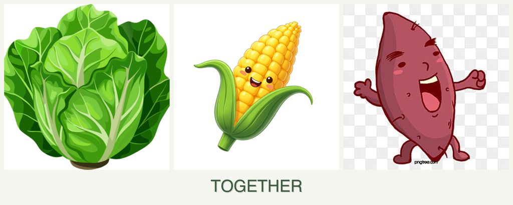 Can you plant lettuce, corn and sweet potatoes together?