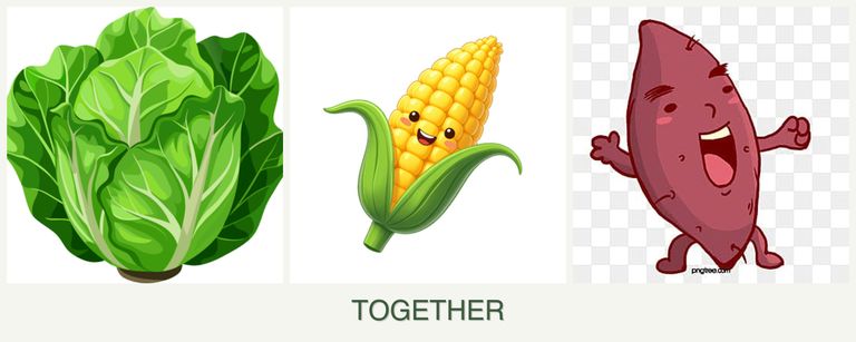 Can you plant lettuce, corn and sweet potatoes together?