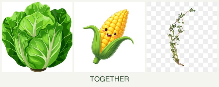 Can you plant lettuce, corn and thyme together?