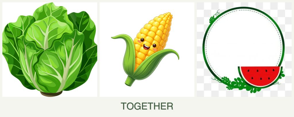 Can you plant lettuce, corn and watermelons together?