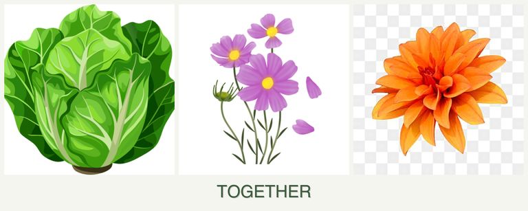 Can you plant lettuce, cosmos and dahlias together?