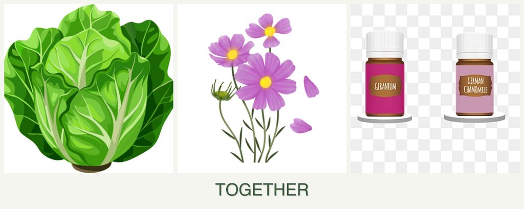 Can you plant lettuce, cosmos and geraniums together?