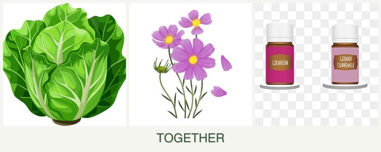 Can you plant lettuce, cosmos and geraniums together?