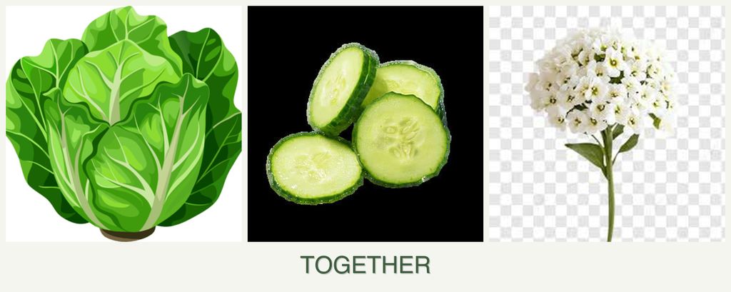 Can you plant lettuce, cucumbers and alyssum together?