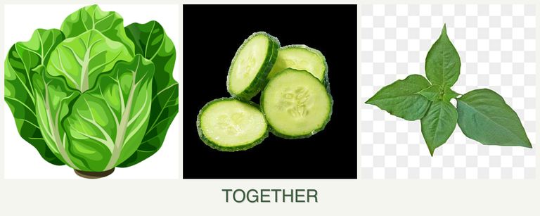 Can you plant lettuce, cucumbers and basil together?