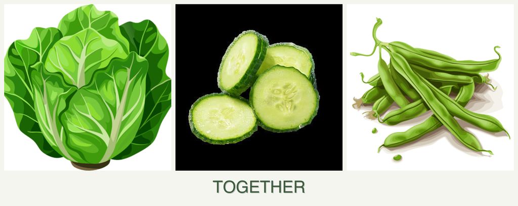 Can you plant lettuce, cucumbers and beans together?