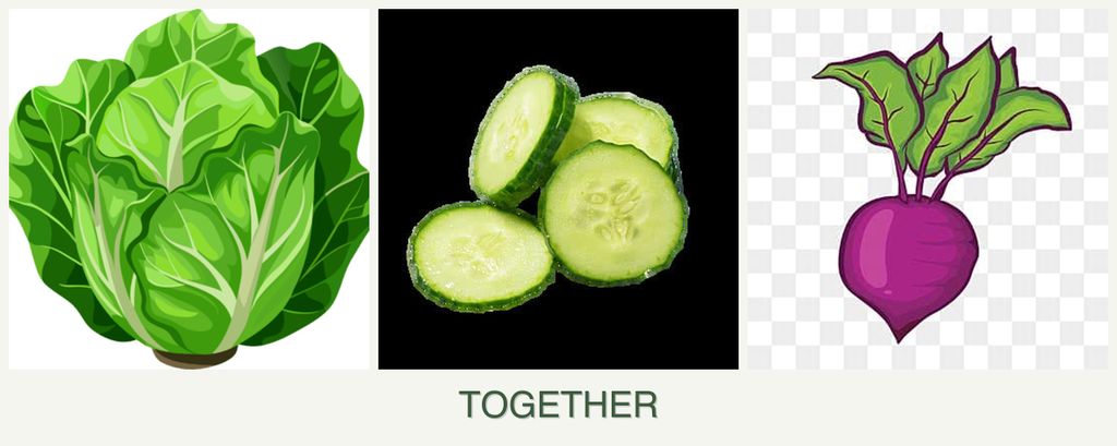 Can you plant lettuce, cucumbers and beets together?