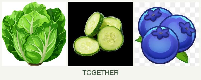 Can you plant lettuce, cucumbers and blueberries together?