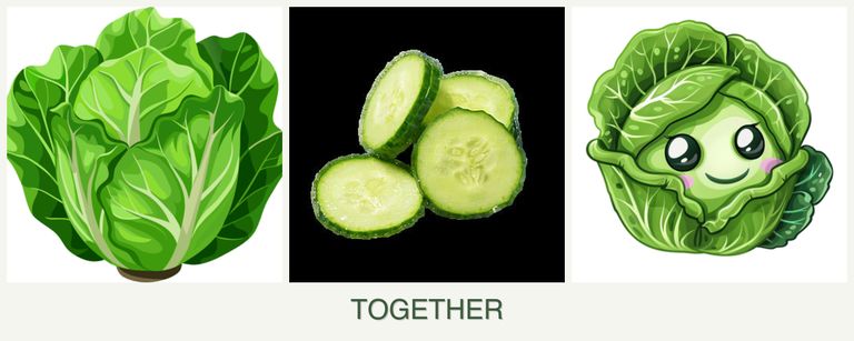 Can you plant lettuce, cucumbers and cabbage together?
