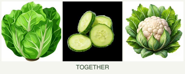 Can you plant lettuce, cucumbers and cauliflower together?