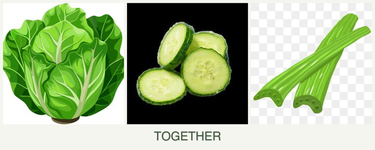 Can you plant lettuce, cucumbers and celery together?