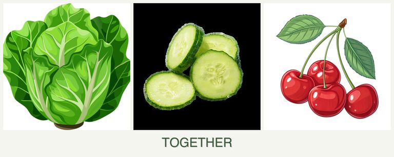 Can you plant lettuce, cucumbers and cherries together?