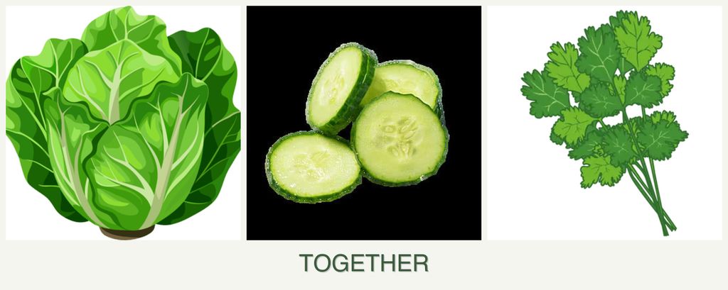 Can you plant lettuce, cucumbers and cilantro together?
