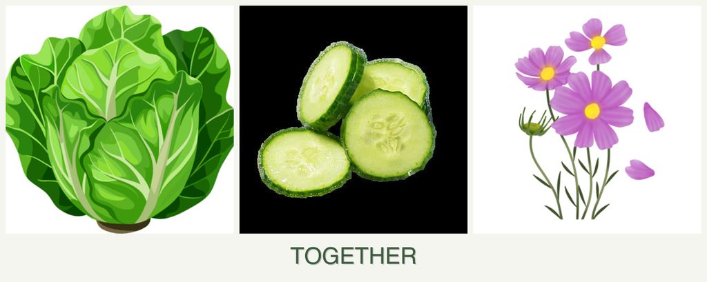 Can you plant lettuce, cucumbers and cosmos together?