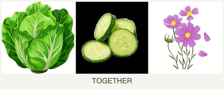 Can you plant lettuce, cucumbers and cosmos together?