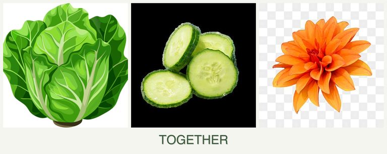 Can you plant lettuce, cucumbers and dahlias together?