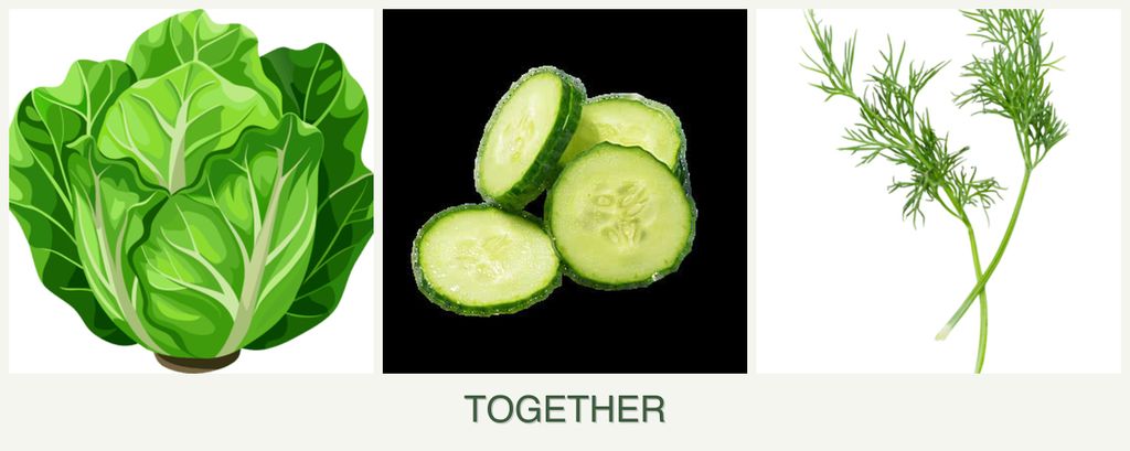 Can you plant lettuce, cucumbers and dill together?