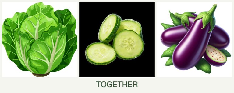 Can you plant lettuce, cucumbers and eggplant together?