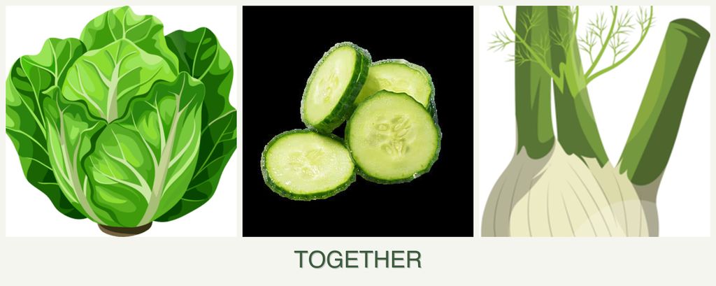 Can you plant lettuce, cucumbers and fennel together?