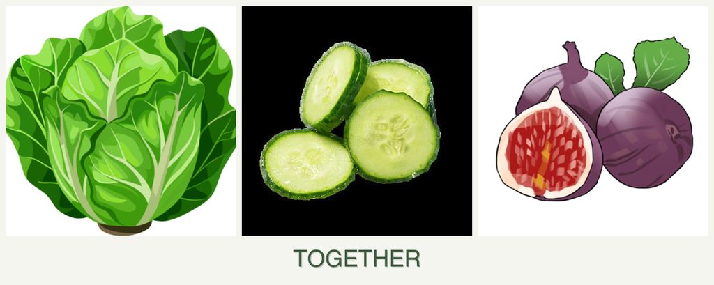 Can you plant lettuce, cucumbers and figs together?