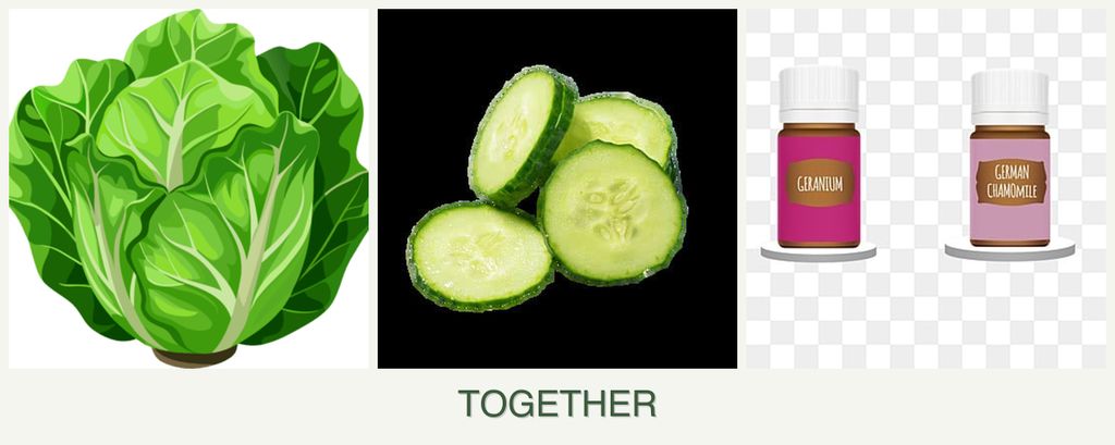 Can you plant lettuce, cucumbers and geraniums together?