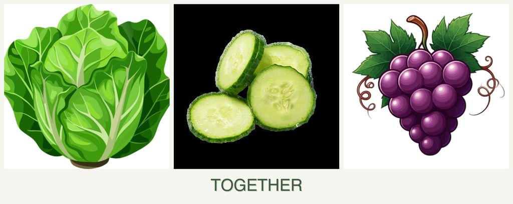 Can you plant lettuce, cucumbers and grapes together?