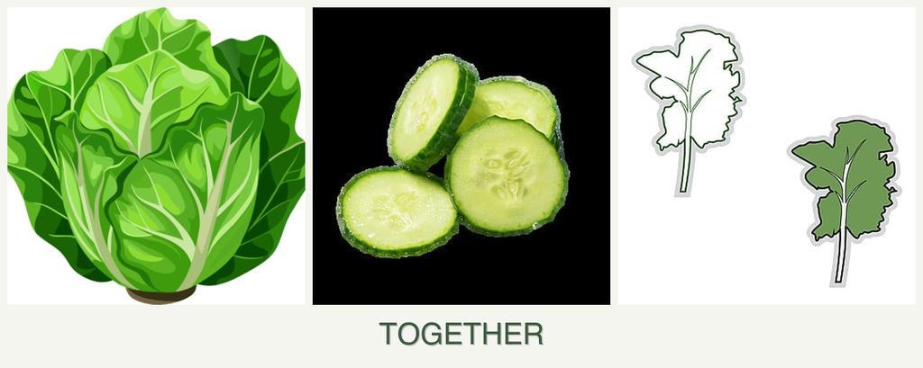 Can you plant lettuce, cucumbers and kale together?