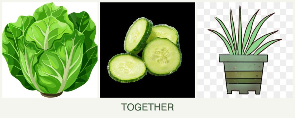 Can you plant lettuce, cucumbers and lemongrass together?