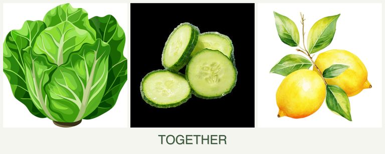 Can you plant lettuce, cucumbers and lemons together?