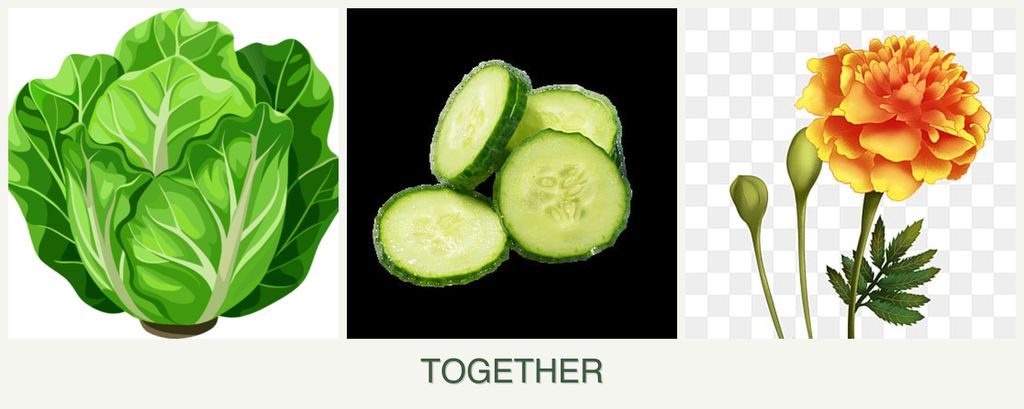 Can you plant lettuce, cucumbers and marigolds together?
