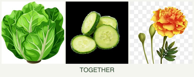 Can you plant lettuce, cucumbers and marigolds together?