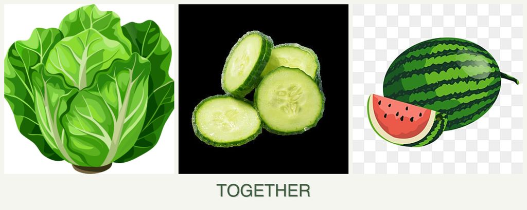 Can you plant lettuce, cucumbers and melons together?
