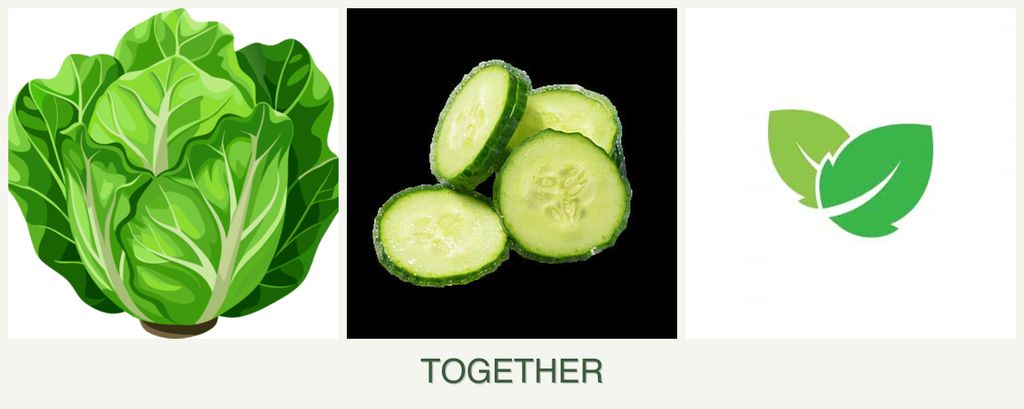 Can you plant lettuce, cucumbers and mint together?