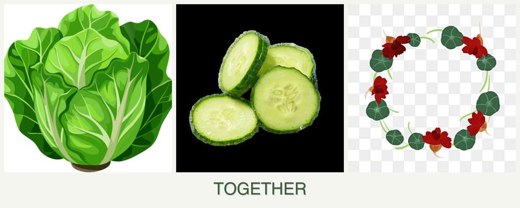 Can you plant lettuce, cucumbers and nasturtiums together?