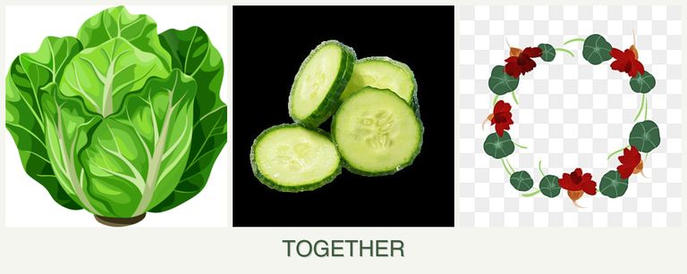 Can you plant lettuce, cucumbers and nasturtiums together?