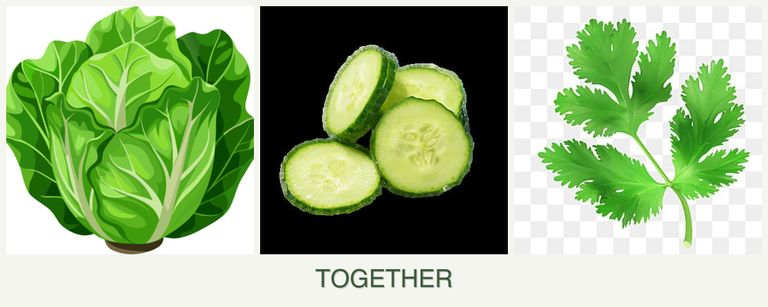 Can you plant lettuce, cucumbers and parsley together?