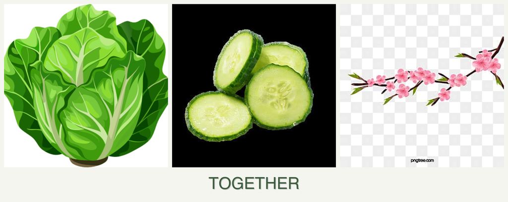 Can you plant lettuce, cucumbers and peaches together?