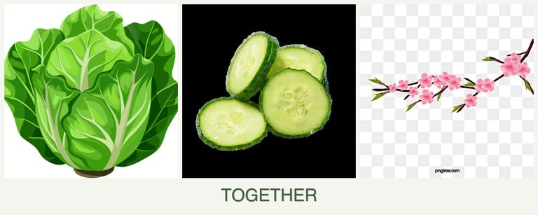 Can you plant lettuce, cucumbers and peaches together?